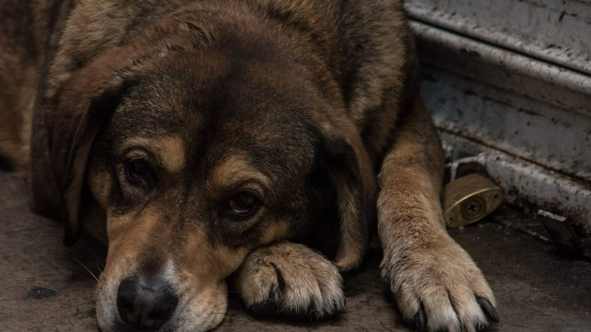 perro abandonado 